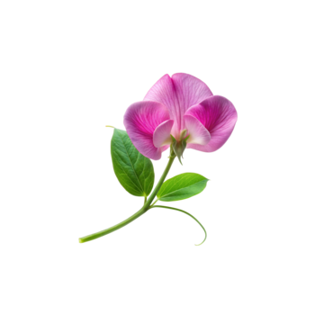 Picture of a single Sweet Pea